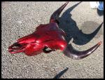buffalo skull 2006 ...sold out.