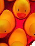ducky